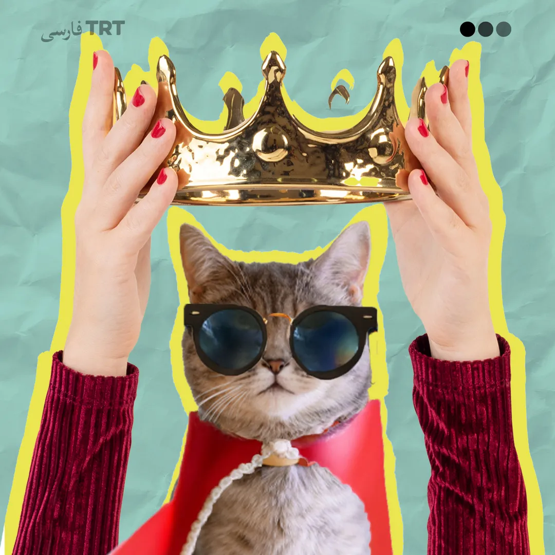 گربه‌ها بر جهان حکومت می‌کنند